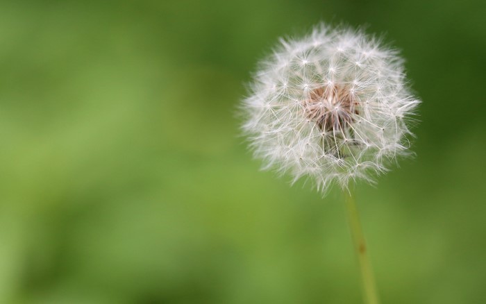 Close-up of a dandelion seed head on a green background