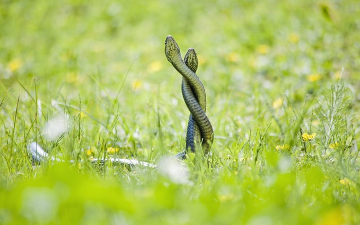 Two snakes intertwined in green grass