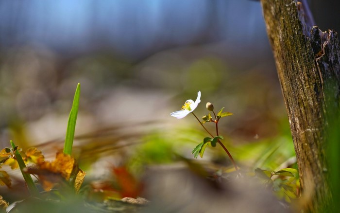 Close-up of a white wildflower with a bud next to a weathered wooden post