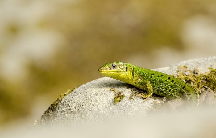 Green lizard with black spots on a rock