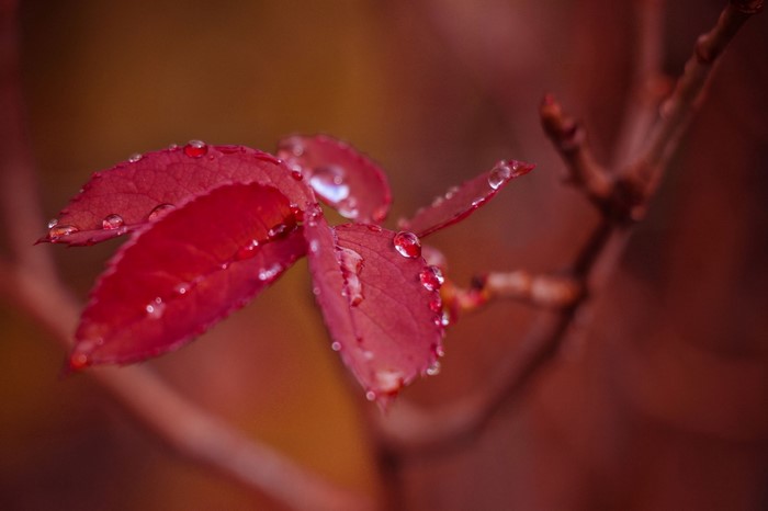 Red leaves with water drops on a branch