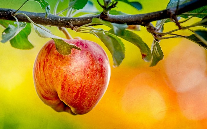 Red apple hanging from a tree branch with green leaves