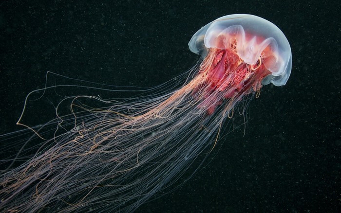 Lion's Mane Jellyfish with long tentacles