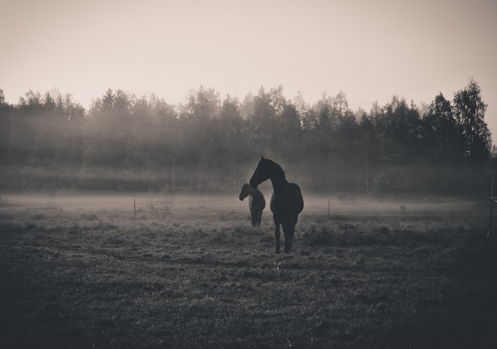 Two horses in a misty field at dawn