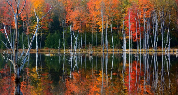 Autumn forest reflected in a calm lake with bare trees