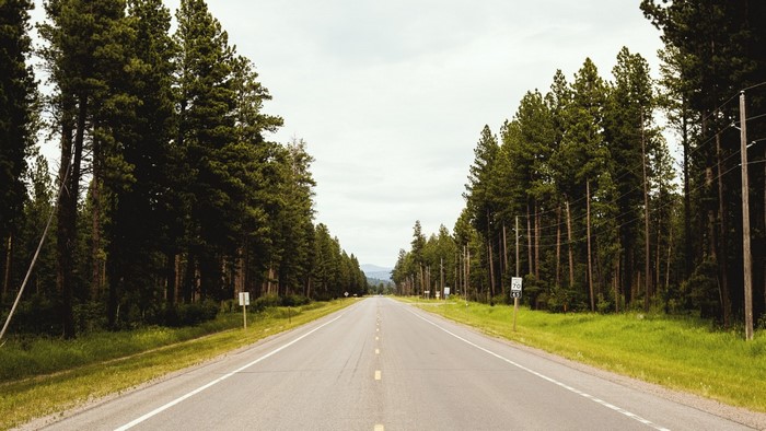 Road through a pine forest with speed limit sign