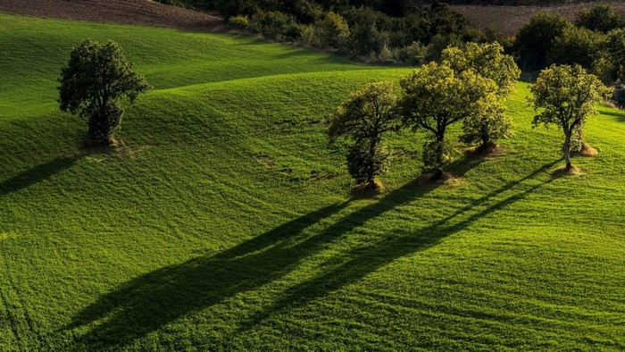 Green rolling hills with trees and long shadows