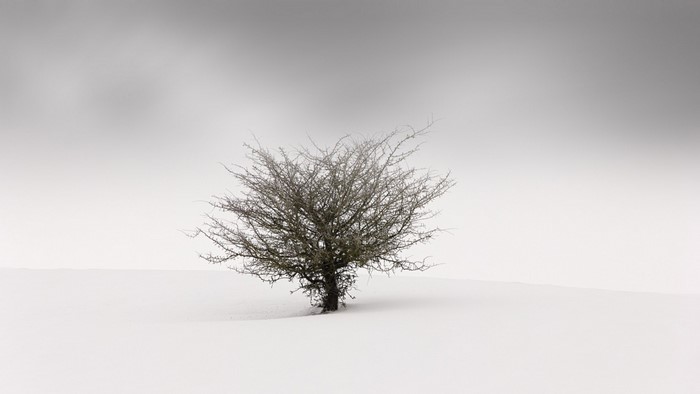 Bare tree in a snowy landscape under a foggy sky