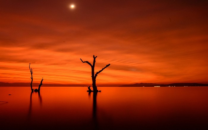 Silhouetted trees in water during sunset with orange sky