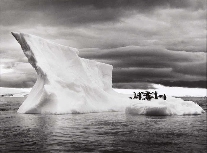 Penguins on an iceberg in Antarctica