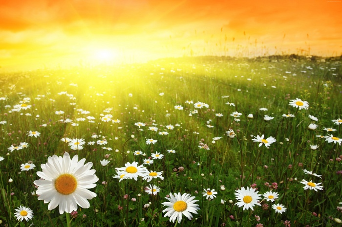 Field of daisies at sunset