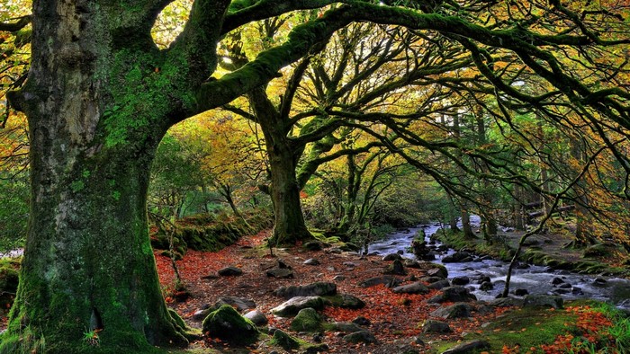 Sunlit Autumn Forest Stream in Ireland