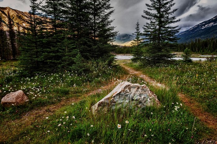 A winding path through a meadow with pine trees and mountains
