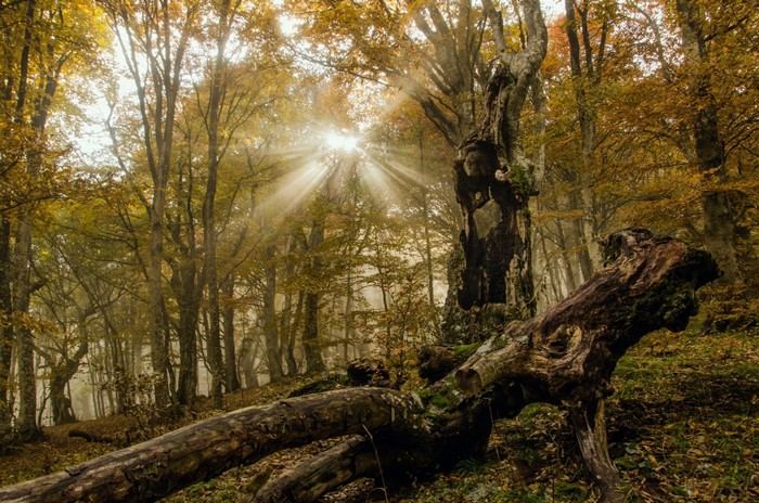 Sunlight filtering through trees in an autumn forest