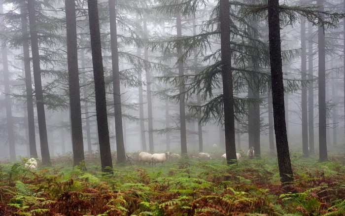 Sheep grazing in a misty coniferous forest with ferns