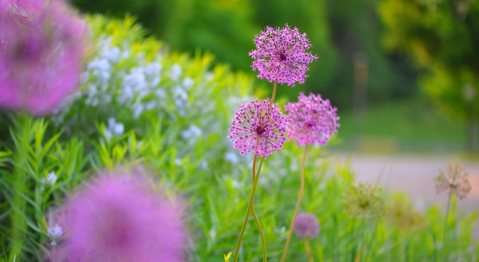 Purple Allium flowers in a garden with green foliage