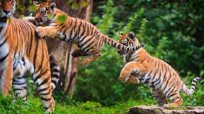 Tiger cubs playing with their mother