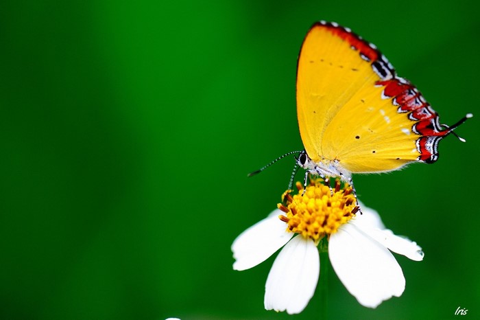 Yellow butterfly on a white flower with green background