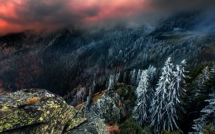 Misty mountain forest with snow-covered pine trees and rocky foreground