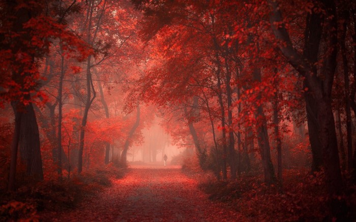 A person walks down a path in a red forest during autumn.