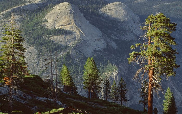 Yosemite National Park Landscape with Pine Trees and Mountains