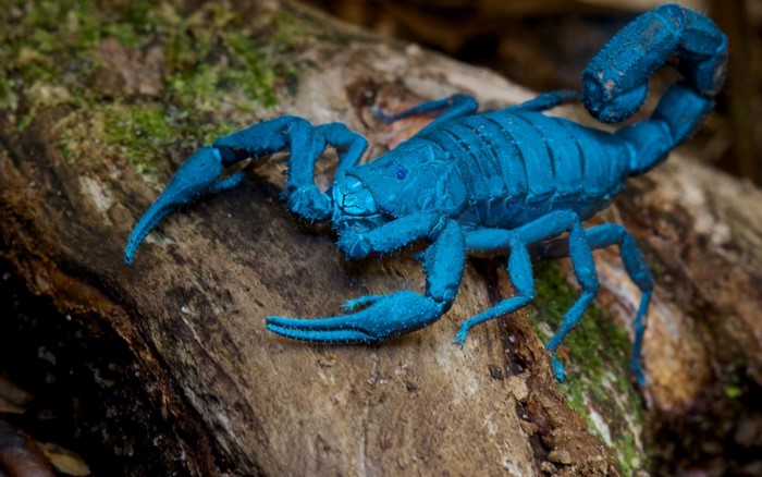 Blue Scorpion on a log