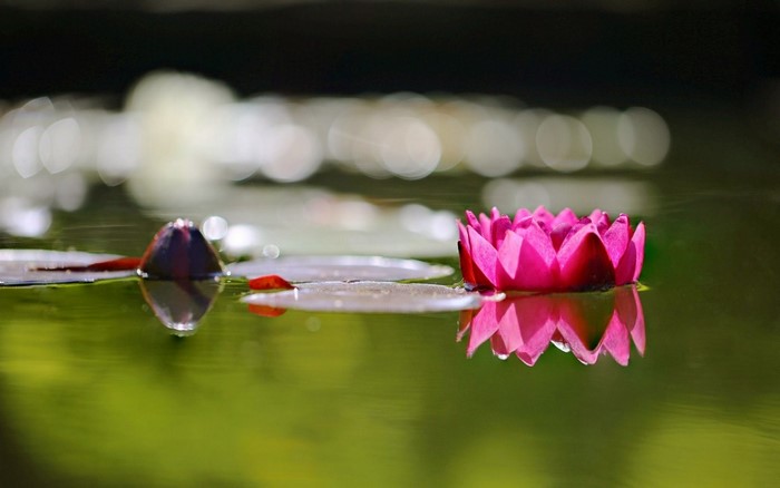 Pink water lily and bud on a lake