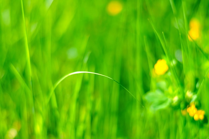 Green grass with yellow flowers, macro photography