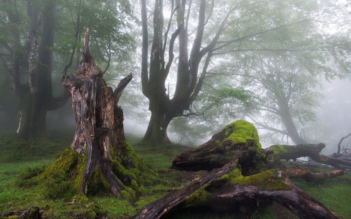 Misty Forest with Moss-Covered Trees