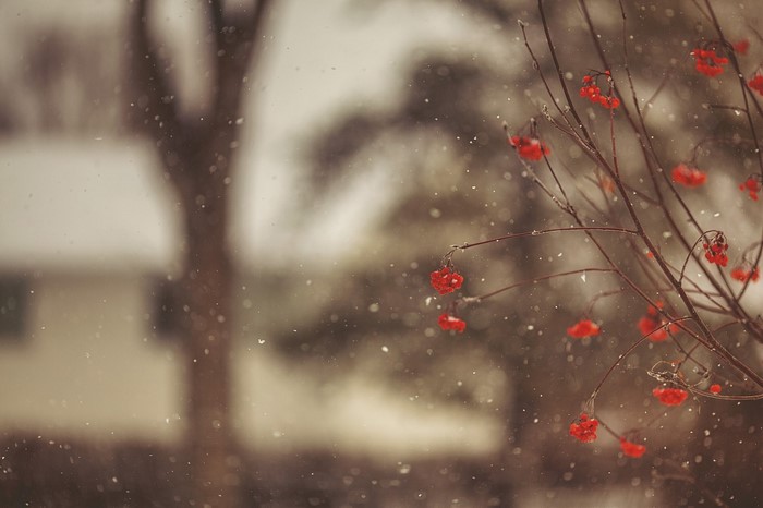 Red berries on branches in snow