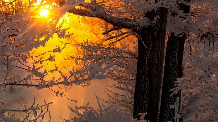 Sunlight through snow-covered branches in a winter forest