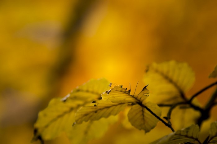 Close-up of yellow autumn leaves with a small insect