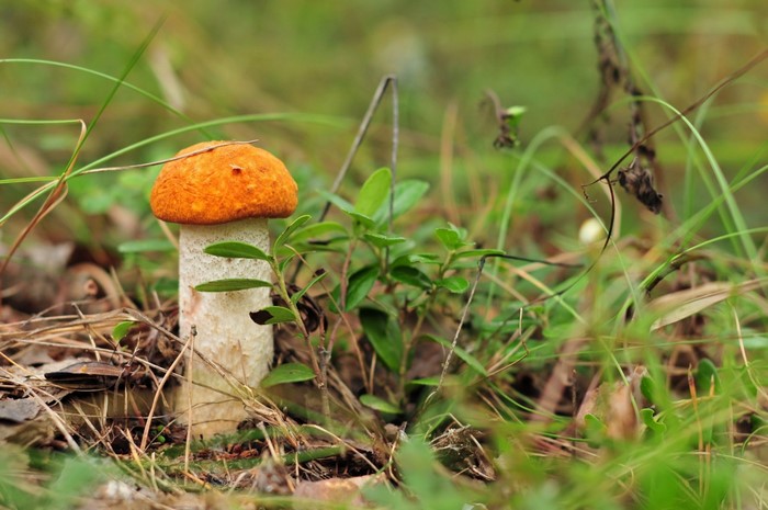 Orange-capped mushroom in green grass