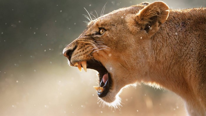 Lioness roaring with sharp teeth visible