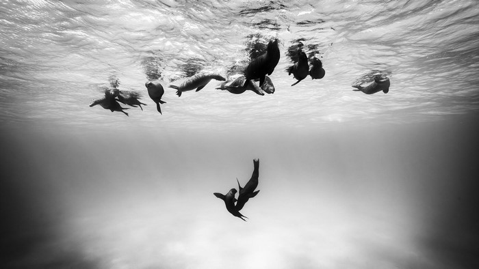 Underwater scene with seals swimming near the surface