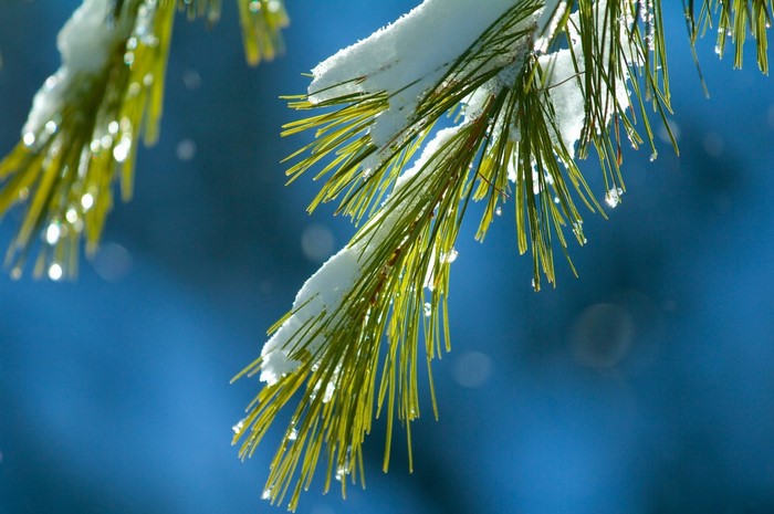 Pine needles covered in snow with water droplets