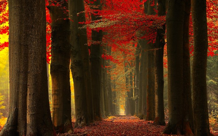 Autumn forest path with red leaves and sunlight