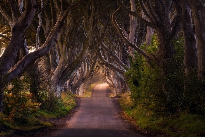 The Dark Hedges, Northern Ireland
