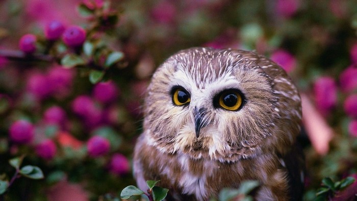 Close up of a small owl with yellow eyes in pink flowers