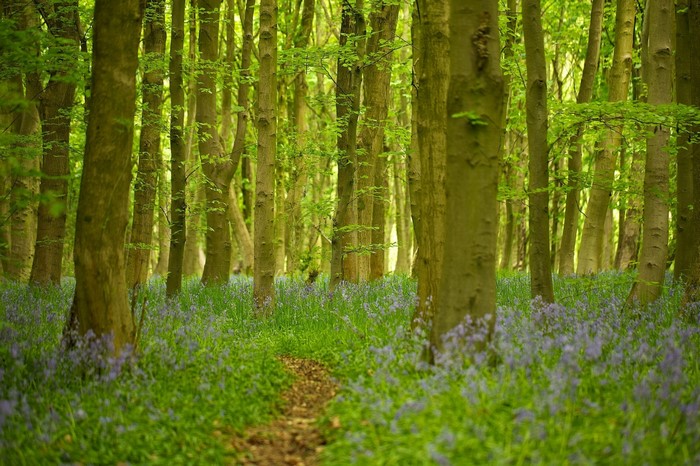 A forest path lined with bluebells and trees