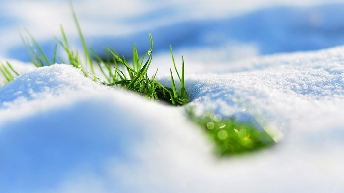 Green grass blades emerging from snow with water droplet