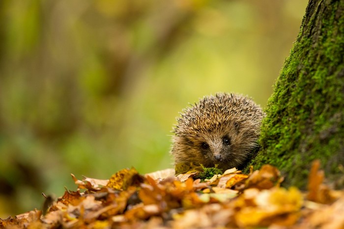 Hedgehog peeking from behind a mossy tree trunk in autumn leaves