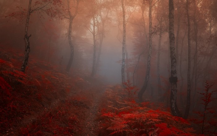 Misty forest with red foliage and trees