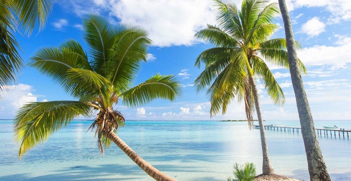 Tropical beach with palm trees and a wooden dock
