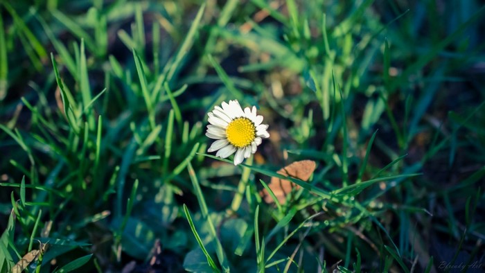 A single daisy flower in green grass