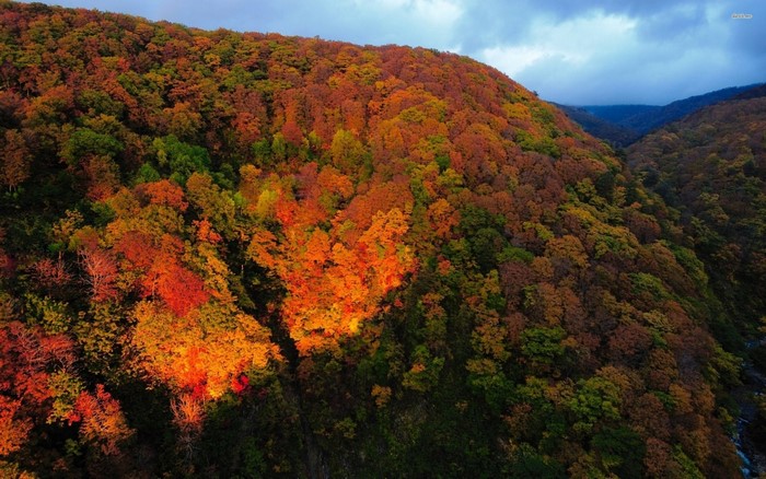 Mountain forest in autumn colors