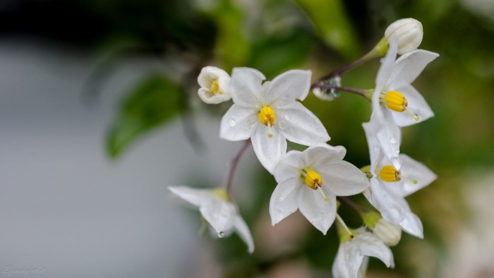 Close up of white flowers with yellow centers