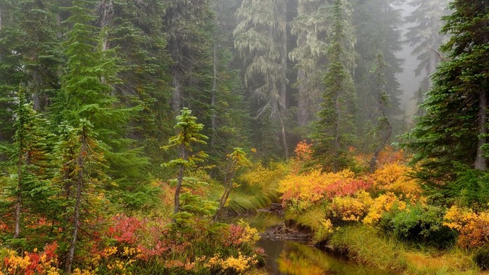 Misty Autumn Forest with Vibrant Fall Foliage