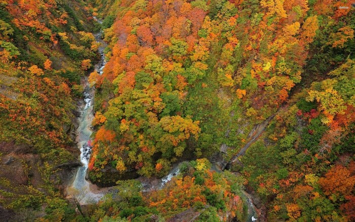 Autumn forest with a river flowing through a gorge