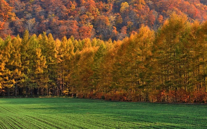 Autumn forest with a green field in the foreground